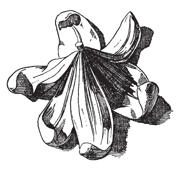 Белая Лилия Используется Качестве Орнамента Дизайн Винтажный Рисунок Линии Гравировка — стоковый вектор