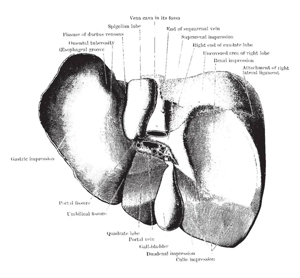Bu resimde karaciğer vintage çizgi çizme veya oyma illüstrasyon arkasından, temsil eder.