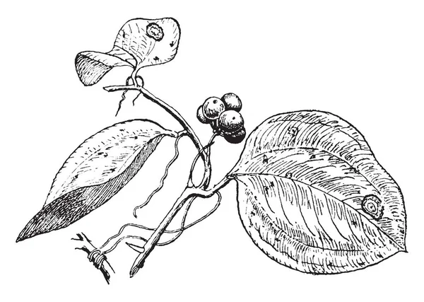 一张图片显示了土茯苓植物 他们通常被称为 腐尸花 的相当含糊的名称 叶子是平的球形和果子象莓果 复古线图画或雕刻例证 — 图库矢量图片