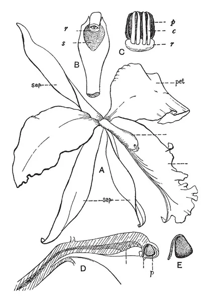 この写真は 花の部分を示しています すべての部分を個別に表示されます 花弁は薄く ビンテージ ライン図面または彫刻の図 — ストックベクタ