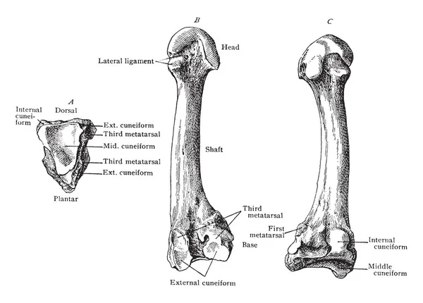 Bu örnekte ikinci metatars, vintage çizgi çizme veya oyma illüstrasyon temsil eder.