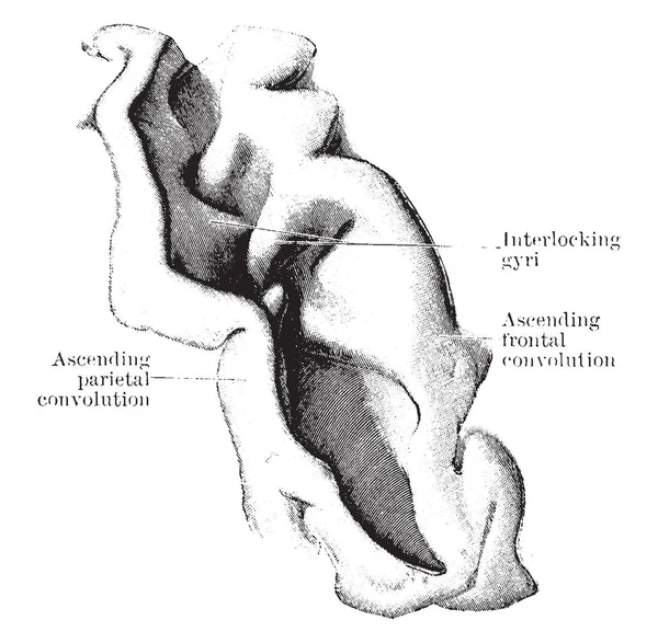 Fissure Rolando Entièrement Ouvert Dessin Ligne Vintage Illustration Gravure — Image vectorielle