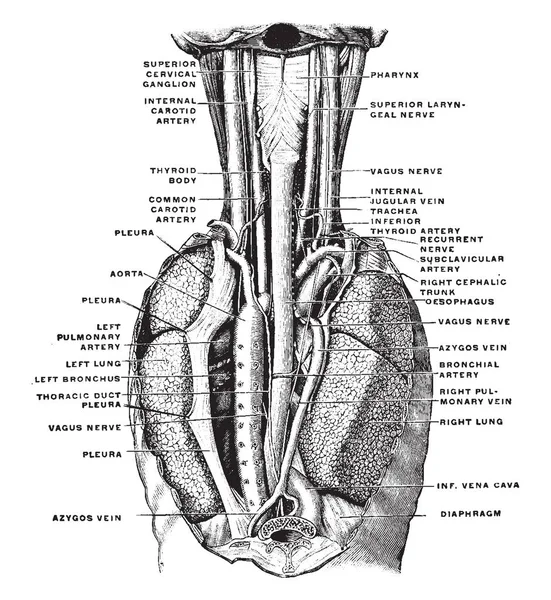 这张图代表了食管在宫颈区域的位置 复古线画或雕刻插图 — 图库矢量图片