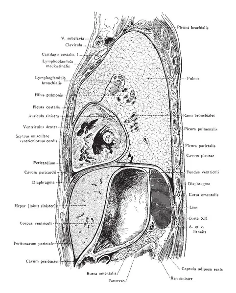 Coupe Sagittale Latérale Travers Thorax Gauche Partie Supérieure Abdomen Vue — Image vectorielle