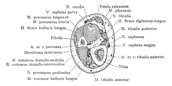 Bölüm beş santim daha düşük sonu fibula, vintage çizgi çizme veya oyma illüstrasyon üzerinden.
