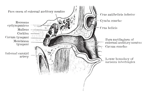 Bu resimde dikey bölüm, kulak, vintage çizgi çizme veya oyma illüstrasyon temsil eder..