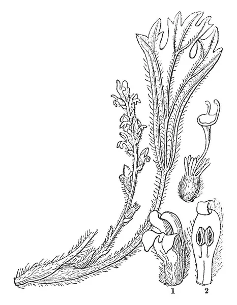 Una Imagen Muestra Diferentes Partes Synaphea Plant Junto Con Flor — Vector de stock