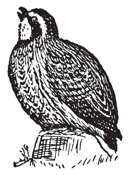 Northern Bobwhite Est Oiseau Terrestre Originaire Amérique Nord Dessin Ligne — Image vectorielle