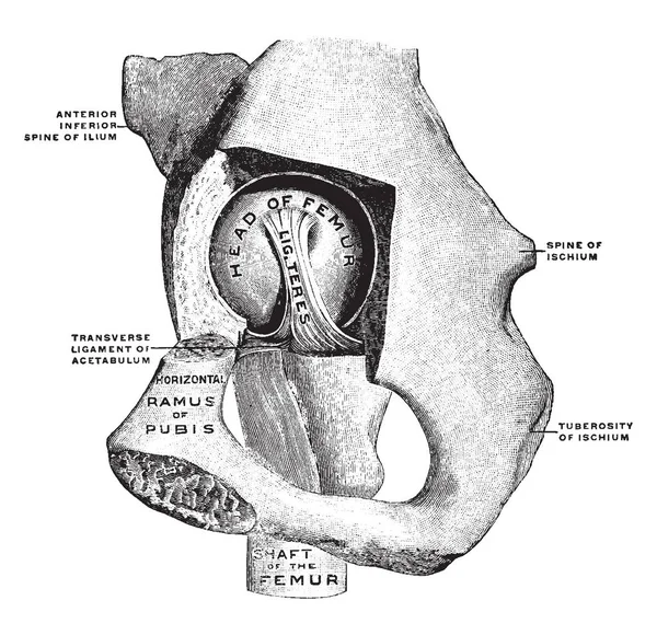 Esta Ilustración Representa Articulación Cadera Mesal Side Dibujo Línea Vintage — Vector de stock