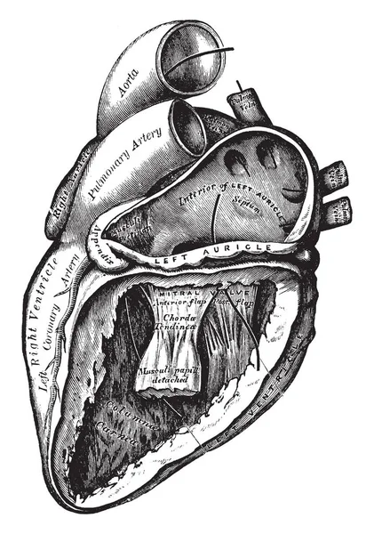 Ábra Képviseli Szív Bal Fülkagyló Kamra Meghatározott Nyílt Vintage Vonalas — Stock Vector