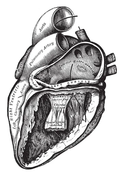 Aurícula izquierda Imágenes Vectoriales, Gráfico Vectorial de Aurícula