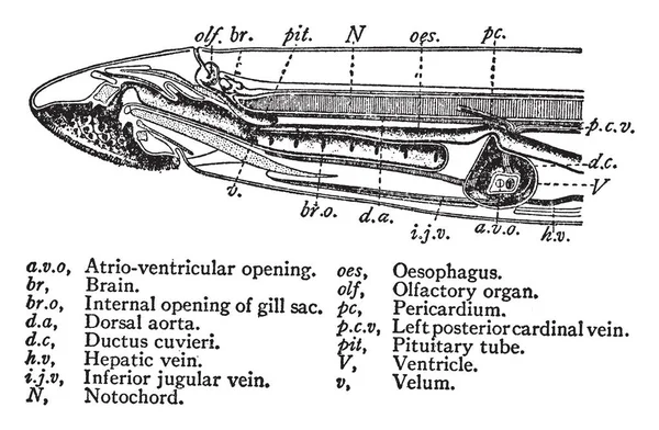 该图代表了海鳗 复古线图或雕刻插图的剖面图 — 图库矢量图片