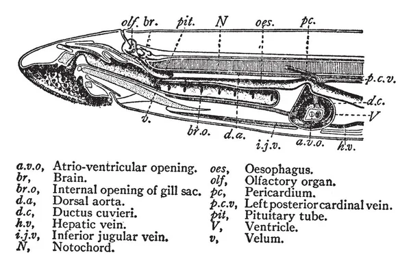 Esta Imagem Representa Cross Section View Sea Lamprey Desenho Linha — Vetor de Stock