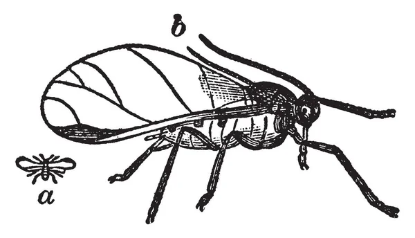 跳蚜是小植物吃昆虫 复古线画或雕刻例证 — 图库矢量图片