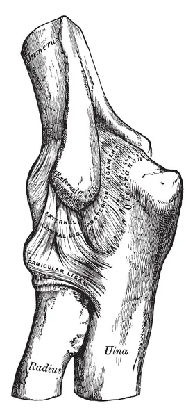 Esta Ilustração Representa Cotovelo Mostrando Ligamentos Externos Desenho Linha Vintage — Vetor de Stock