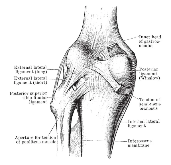 Deze Afbeelding Vertegenwoordigt Dissectie Van Knie Gezamenlijke Vintage Lijntekening Gravure — Stockvector