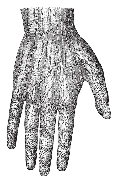 Bu örnekte el, vintage çizgi çizme veya oyma illüstrasyon lenf damarları temsil eder..