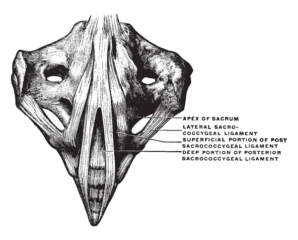 Esta Ilustração Representa Ligamentos Entre Sacrum Coccyx Desenho Linha Vintage — Vetor de Stock