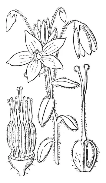 Tetratheca Hirsuta 俗称黑眼苏珊 是一个小灌木在家庭 Elaeocarpaceae 绿色的毛叶排列相反 椭圆形花五瓣 复古线画或雕刻插图 — 图库矢量图片