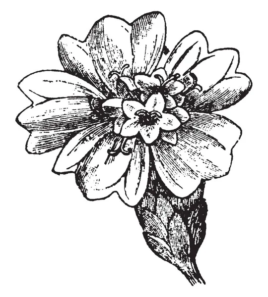 Las Asteraceae Provienen Del Género Tipo Aster Único Racimo Flores — Vector de stock