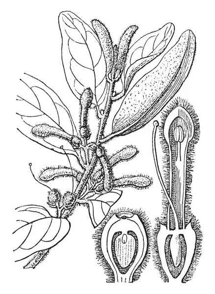 Dit Een Foto Van Loranthus Het Een Geslacht Van Parasitaire — Stockvector