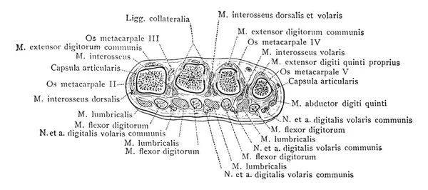 Cette Illustration Représente Section Transversale Travers Extrémité Distale Des Métacarpiens — Image vectorielle