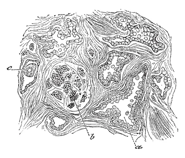 Cette Illustration Représente Section Glande Prostate Dessin Ligne Vintage Illustration — Image vectorielle