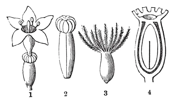 Farklı parçalar ve Valerian bölümünü gösteren bir resim çiçek olarak da bilinen Valeriana celtica, vintage çizgi çizme veya oyma illüstrasyon.