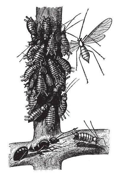 Ameisen Und Pflanzenläuse Sie Die Käfer Dieser Flüssigen Alten Linienzeichnung — Stockvektor