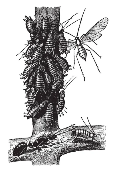 Hormiga Piojos Plantas Donde Ordeñarán Los Insectos Esta Línea Líquida — Archivo Imágenes Vectoriales