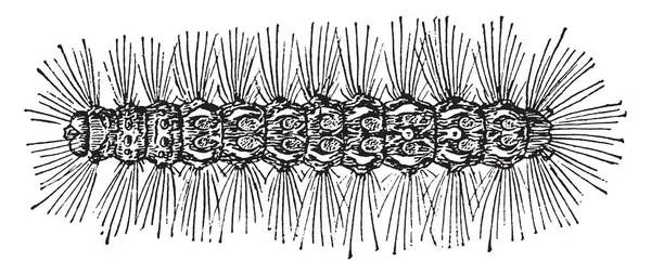 Brown Tail Caterpillar Moth Family Erebidae Vintage Line Drawing Engraving — Stock Vector
