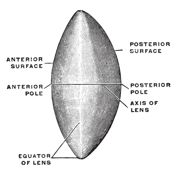 Deze Afbeelding Vertegenwoordigt Termen Gebruikt Richting Van Lens Vintage Lijntekening — Stockvector