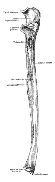 Esta Ilustración Representa Aspecto Interno Ulna Dibujo Línea Vintage Ilustración — Archivo Imágenes Vectoriales