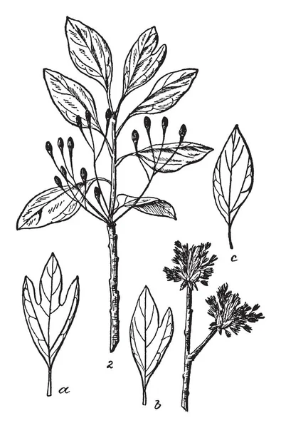 黄樟植物在同一植物上有三种不同的叶子图案 它是在家庭樟的三个属 原产于北美洲东部和东亚 复古线图画或雕刻例证 — 图库矢量图片
