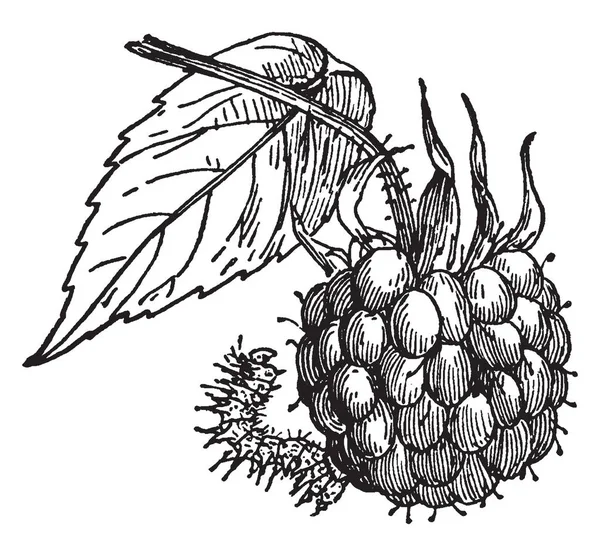 Raspberry Spanworm Larva Una Especie Polilla Geométrica Dibujo Línea Vintage — Archivo Imágenes Vectoriales
