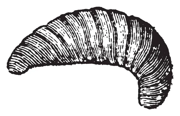 Tatlım, vintage çizgi çizme veya oyma resimde daha karar bir tat elde etmek gıda yapıldığı arı larva.