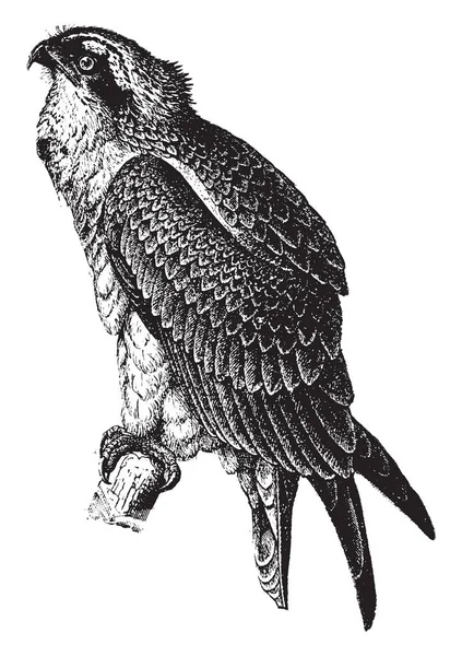 Balık şahin kanat, vintage çizgi çizme veya oyma illüstrasyon daha--dan 60 cm uzunluğunda ve 180 cm ulaşan orta bir raptor olduğunu.