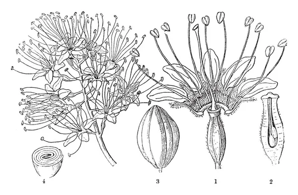 このフレームでは 花の内側の部分があります それで 種子のエンドウ豆 ビンテージの線描画や彫刻イラスト — ストックベクタ