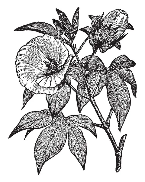 Pamuk Pamuk bitki tohumları büyür, yerel bir sürü tropikal ve subtropikal alanların etrafında dünya, vintage çizgi çizme veya oyma illüstrasyon için bir elyaf olduğunu.