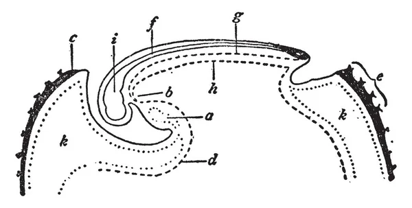 Esta Ilustración Representa Ovum Desarrollo Dibujo Líneas Vintage Ilustración Grabado — Archivo Imágenes Vectoriales