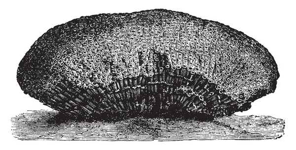 Tubipora 是钙质珊瑚 复古线条画或雕刻插图 — 图库矢量图片