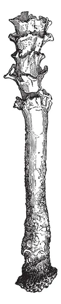 Aspergillum Vaginiferum Получил Странное Название Водяного Горшка Выпуклого Диска Рисунка — стоковый вектор