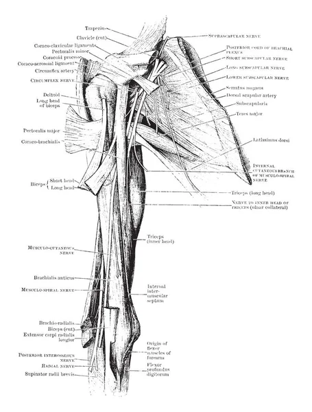 Bu resimde kaslar ve sinirler kol, vintage çizgi çizme veya oyma illüstrasyon temsil eder.