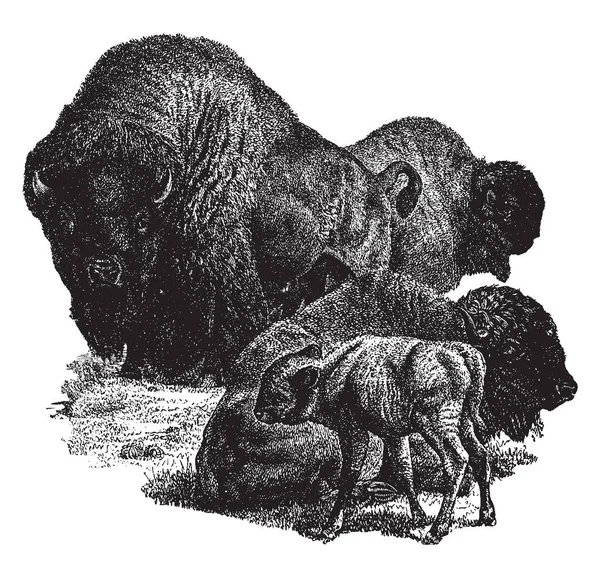 北美野牛是牛哺乳动物 复古线画或雕刻插图 — 图库矢量图片