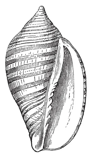 Voluta Vexillum canlı Sands yakınındaki kıyı, vintage çizgi çizme veya oyma illüstrasyon.