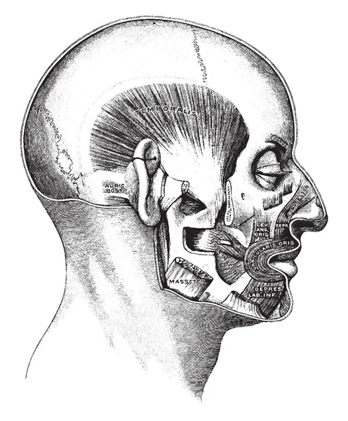 Bu resimde ağız, vintage çizgi çizme veya oyma illüstrasyon kasları temsil eder..