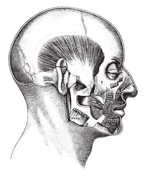 Deze Afbeelding Vertegenwoordigt Spieren Van Mond Vintage Lijntekening Gravure Illustratie — Stockvector