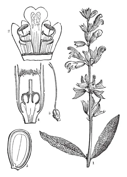 Képet Leíró Közös Zsálya Vagy Salva Officinalis Különböző Részein Mint — Stock Vector