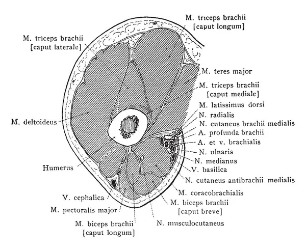 Bölümü üzerinden hemen altındaki koltuk altı, vintage çizgi çizme veya oyma resimde sağ üst kol.