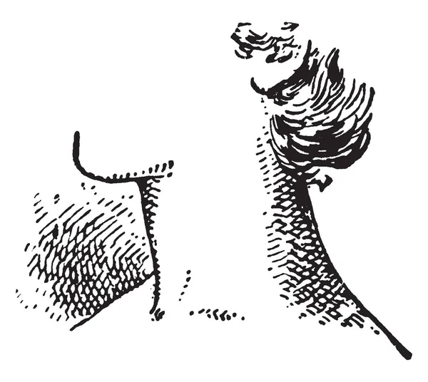 Вид Сбоку Шею Человека Рисунок Винтажной Линии Гравировка — стоковый вектор